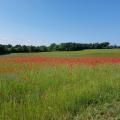 Coquelicots